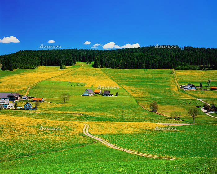 Schwarzwald、タンポポ咲くシュヴァルツヴァルトの草原