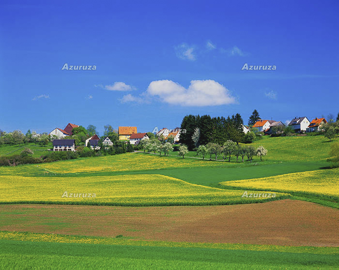 Schwarzwald-シュヴァルツヴァルト、菜の花咲く草原と集落