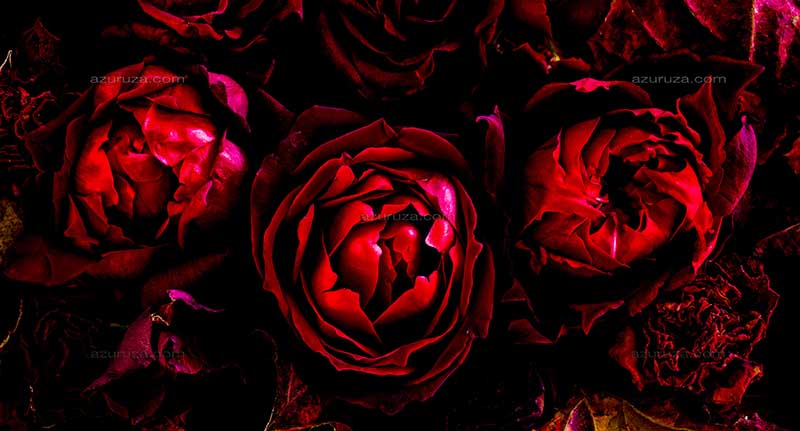 Dark-red roses